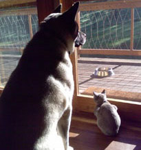 Mika & Tomi guarding the food bowl