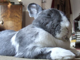 Harvey the Wonder Bun catching some Zs